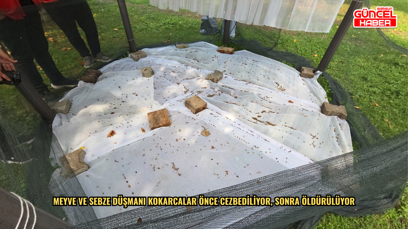 Meyve ve sebze düşmanı kokarcalar önce cezbediliyor, sonra öldürülüyor