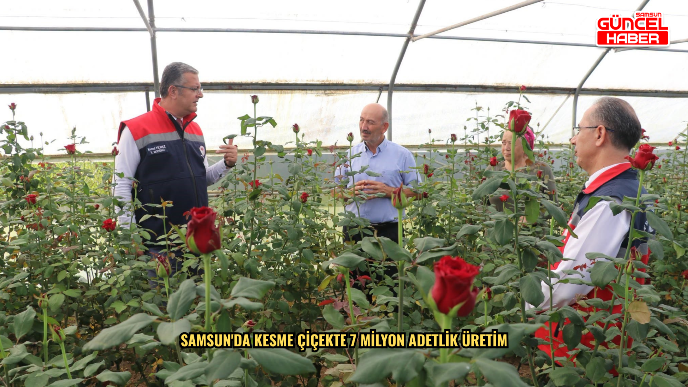 Samsun'da kesme çiçekte 7 milyon adetlik üretim