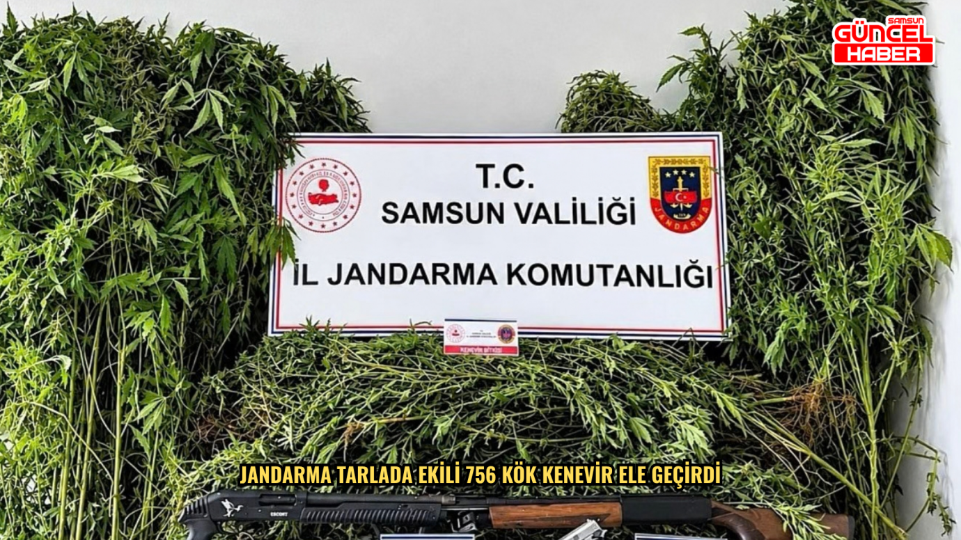 Jandarma tarlada ekili 756 kök kenevir ele geçirdi