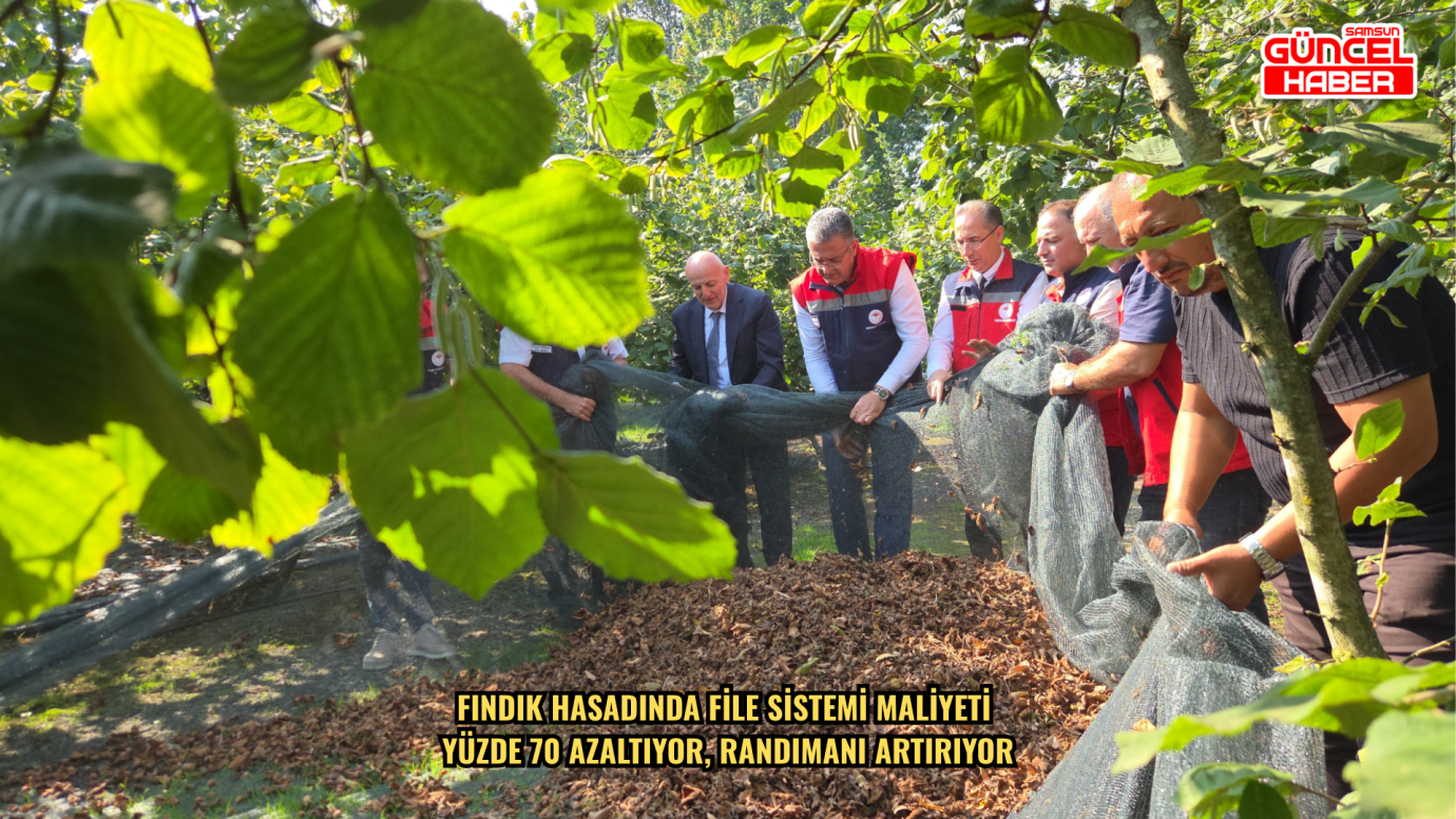  Fındık hasadında file sistemi maliyeti yüzde 70 azaltıyor, randımanı artırıyor