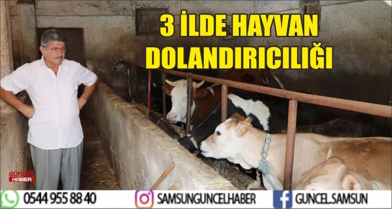 3 İLDE HAYVAN DOLANDIRICILIĞI