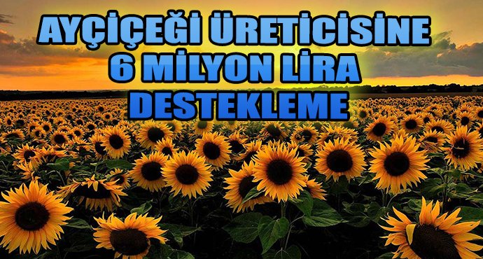 Ayçiçeği üreticisine 6 milyon lira destekleme