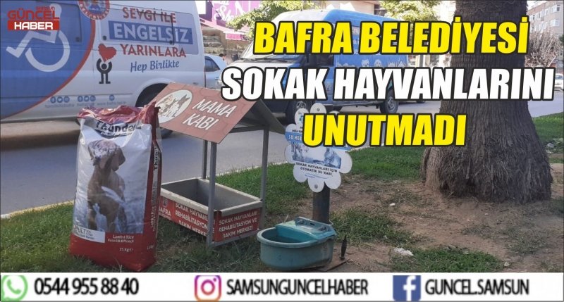 BAFRA BELEDİYESİ SOKAK HAYVANLARINI UNUTMADI