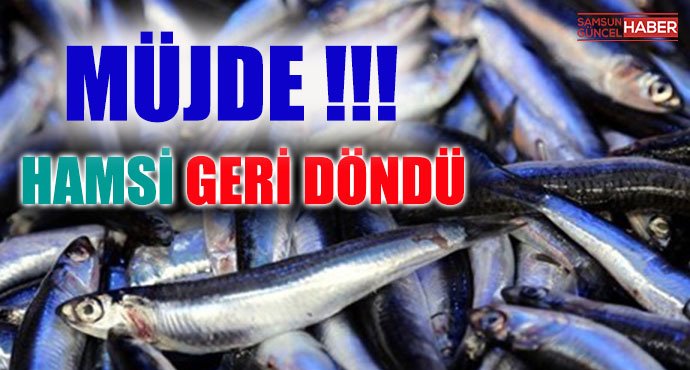 Balıkçılar seviniyor ‘Hamsi’ Karadeniz'e geri döndü