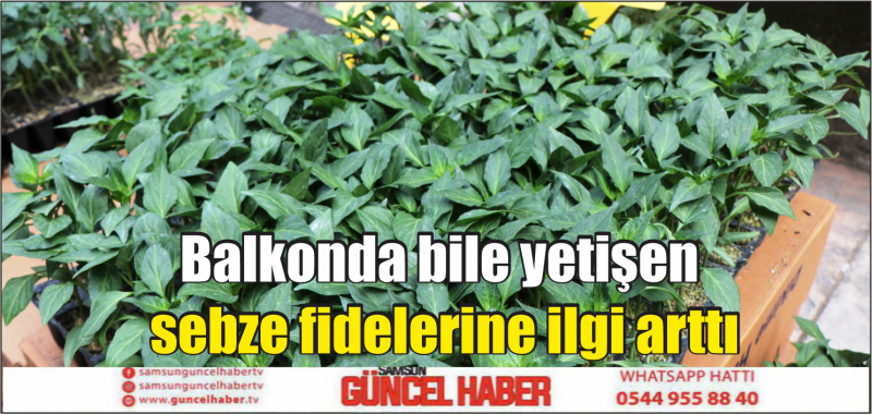 Balkonda bile yetişen sebze fidelerine ilgi arttı