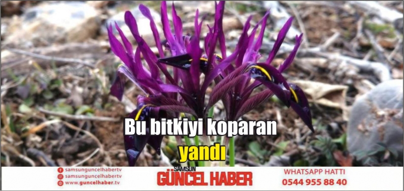 Bu bitkiyi koparan yandı