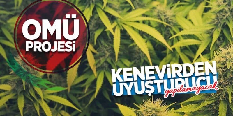 Bu kenevirden uyuşturucu yapılamayacak