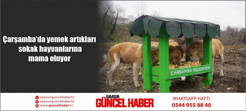 Çarşamba’da yemek artıkları sokak hayvanlarına mama oluyor