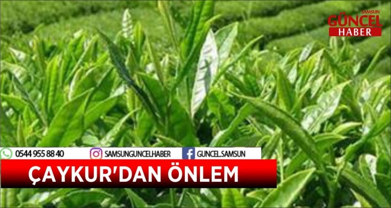 ÇAYKUR'DAN ÖNLEM 