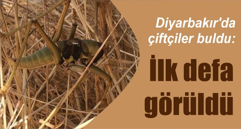 Diyarbakır'da çiftçiler buldu: İlk defa görüldü