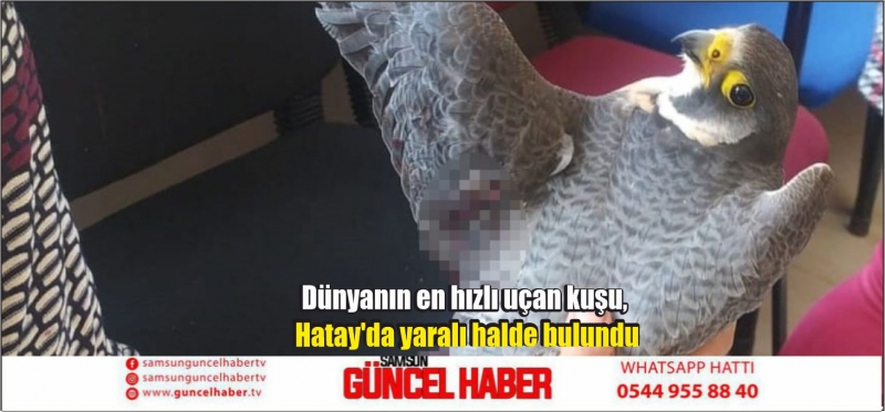 Dünyanın en hızlı uçan kuşu, Hatay'da yaralı halde bulundu