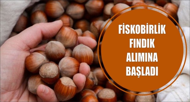 FİSKOBİRLİK FINDIK ALIMINA BAŞLADI
