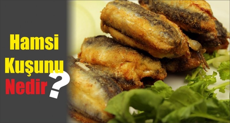 Hamsi Kuşunu Nedir?