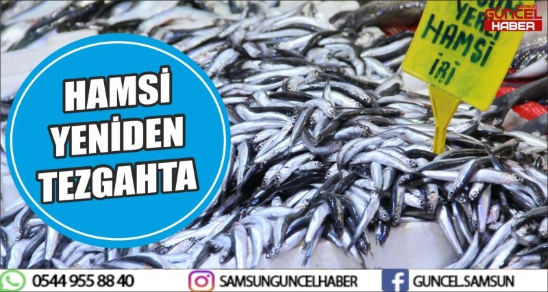 HAMSİ YENİDEN TEZGAHTA