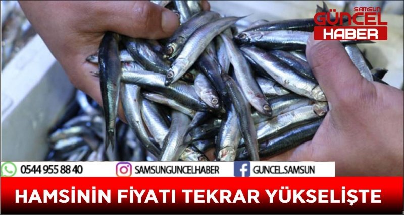 HAMSİNİN FİYATI TEKRAR YÜKSELİŞTE