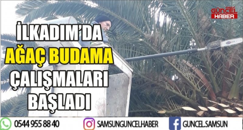 İLKADIM’DA AĞAÇ BUDAMA ÇALIŞMALARI BAŞLADI