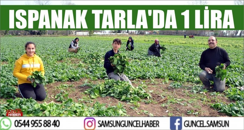 ISPANAK TARLA'DA 1 LİRA