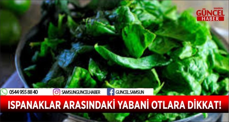 ISPANAKLAR ARASINDAKİ YABANİ OTLARA DİKKAT!