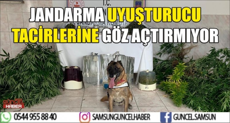 JANDARMA UYUŞTURUCU TACİRLERİNE GÖZ AÇTIRMIYOR