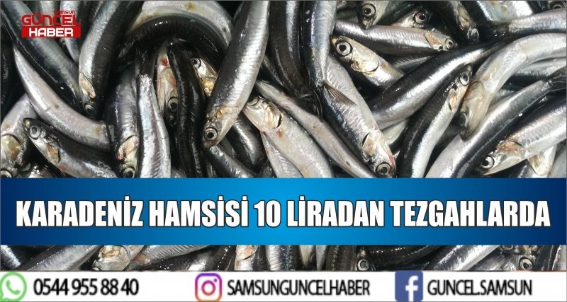 KARADENİZ HAMSİSİ 10 LİRADAN TEZGAHLARDA