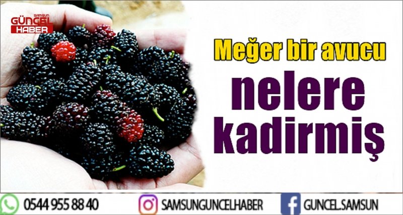 KARADUTUN FAYDALARI NELERDİR?