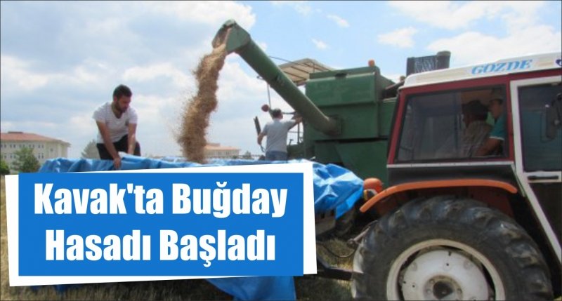 Kavak'ta Buğday Hasadı Başladı