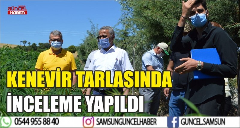 KENEVİR TARLASINDA İNCELEME YAPILDI