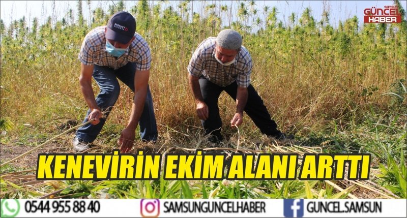 KENEVİRİN EKİM ALANI ARTTI