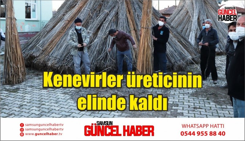 Kenevirler üreticinin elinde kaldı 