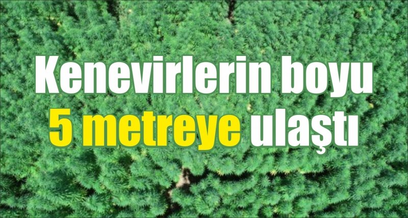 Kenevirlerin boyu 5 metreye ulaştı