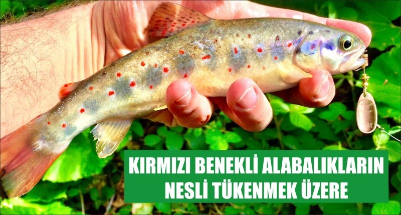 KIRMIZI BENEKLİ ALABALIKLARIN NESLİ TÜKENMEK ÜZERE