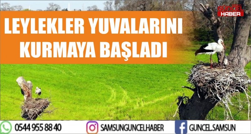 LEYLEKLER YUVALARINI KURMAYA BAŞLADI