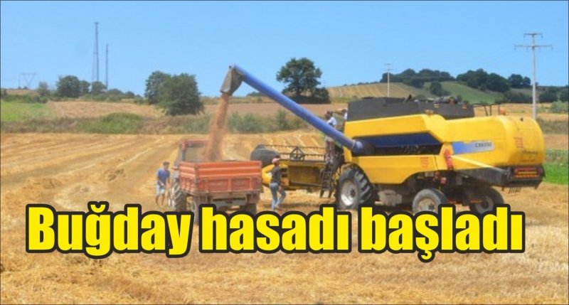 Samsun'da buğday hasadı başladı