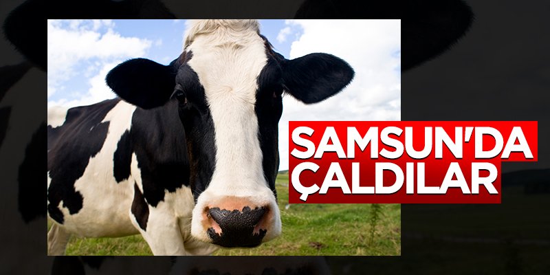 Samsun'da büyükbaş hırsızlığı