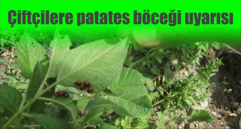 Samsun'da çiftçilere patates böceği uyarısı 