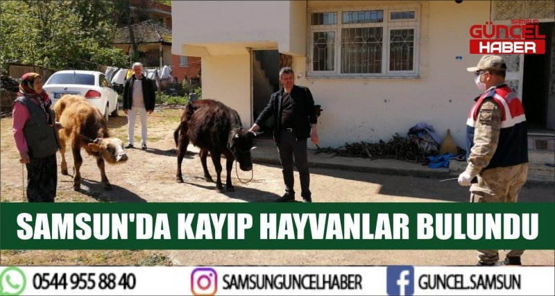 SAMSUN'DA KAYIP HAYVANLAR BULUNDU