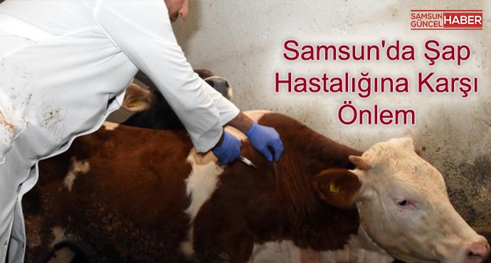 Samsun'da şap hastalığına karşı önlem