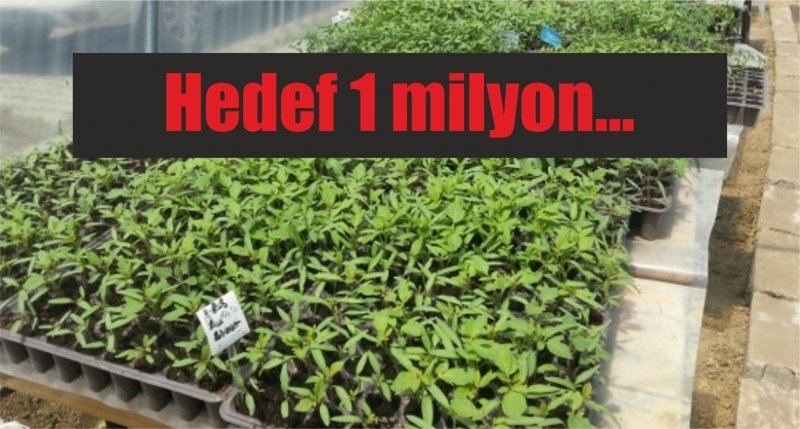 Samsun'da üretiyorlar: Hedef 1 milyon...
