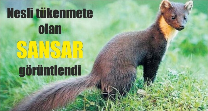 Şanlıurfa'da nesli tükenme tehlikesi altında bulunan alaca sansar görüntülendi