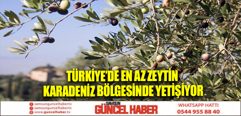 Türkiye’de en az zeytin Karadeniz bölgesinde yetişiyor