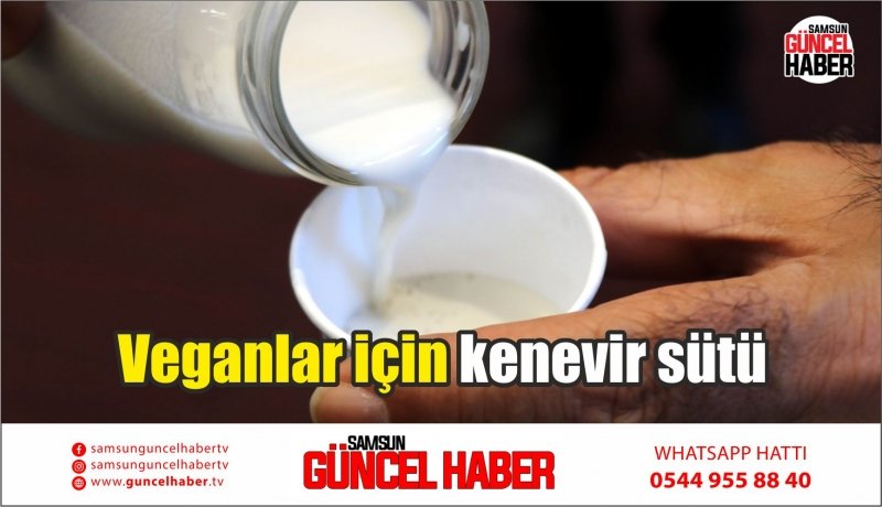 Veganlar için kenevir sütü 