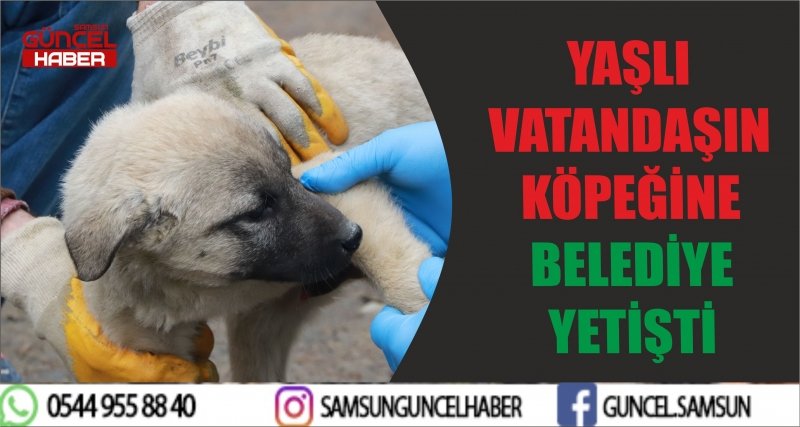 YAŞLI VATANDAŞIN KÖPEĞİNE BELEDİYE YETİŞTİ