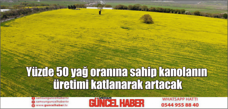 Yüzde 50 yağ oranına sahip kanolanın üretimi katlanarak artacak