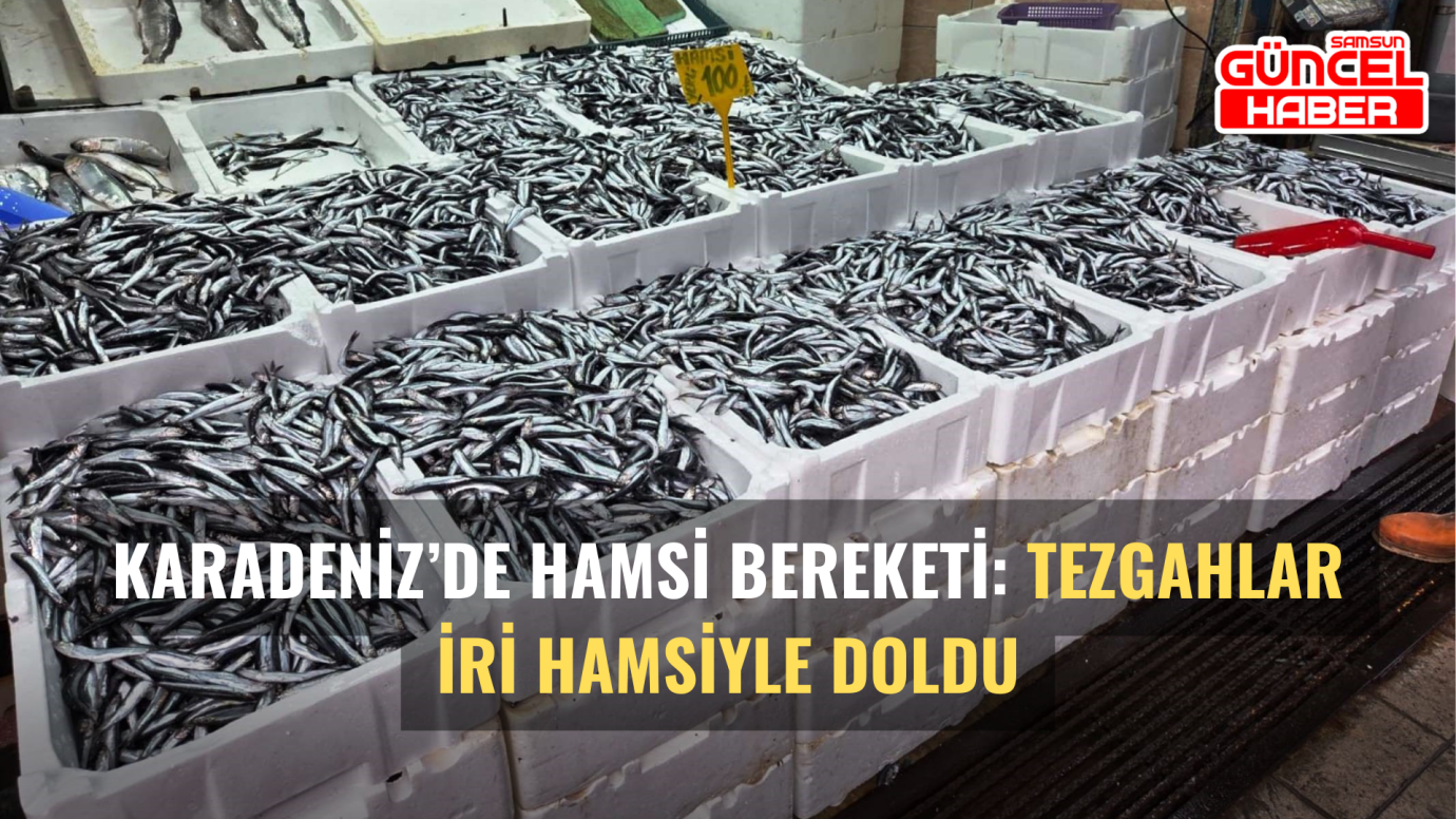 Karadeniz’de Hamsi Bereketi: Tezgahlar İri Hamsiyle Doldu