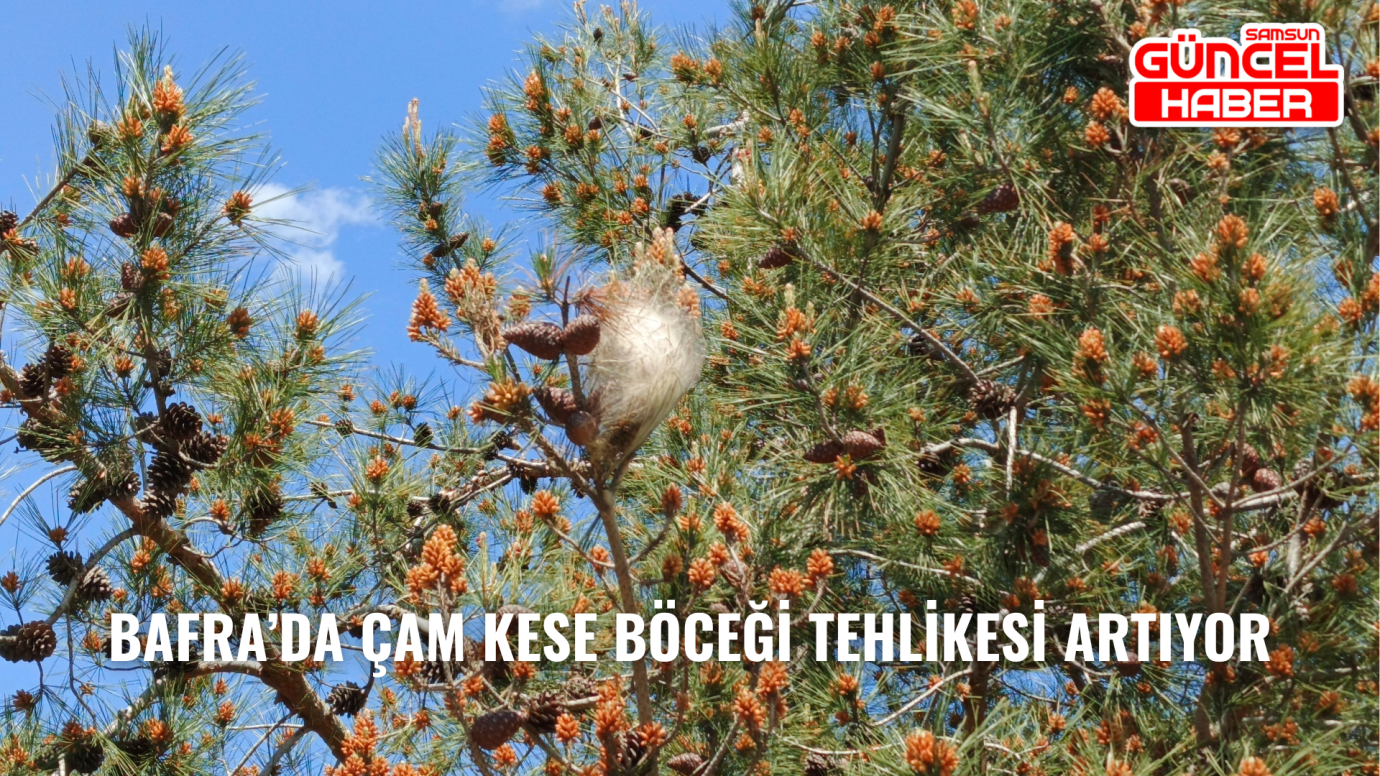 Bafra’da çam kese böceği tehlikesi artıyor