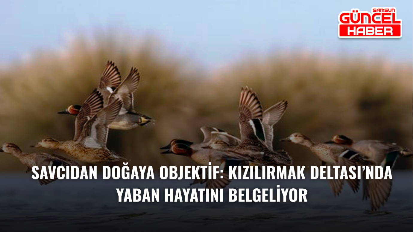 Savcıdan Doğaya Objektif: Kızılırmak Deltası’nda Yaban Hayatını Belgeliyor