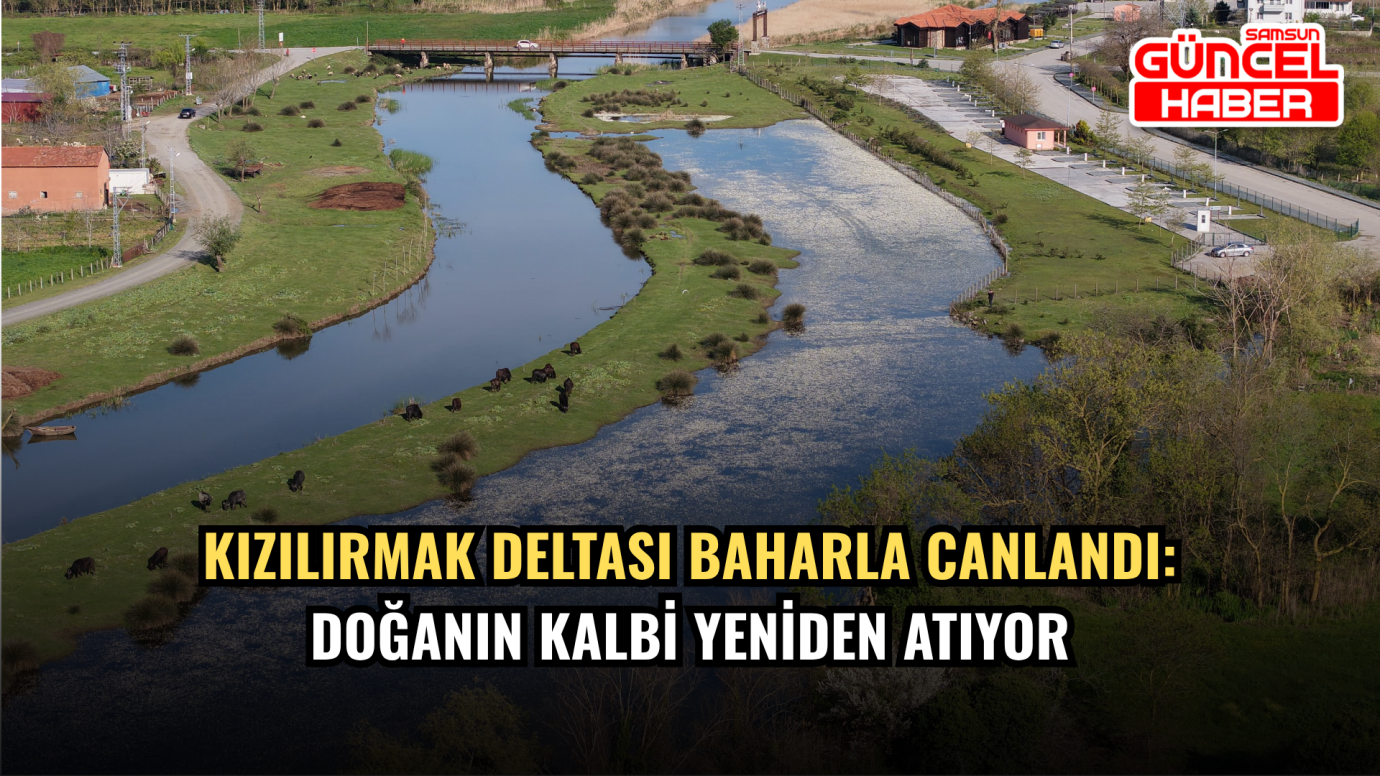 Kızılırmak Deltası Baharla Canlandı: Doğanın Kalbi Yeniden Atıyor