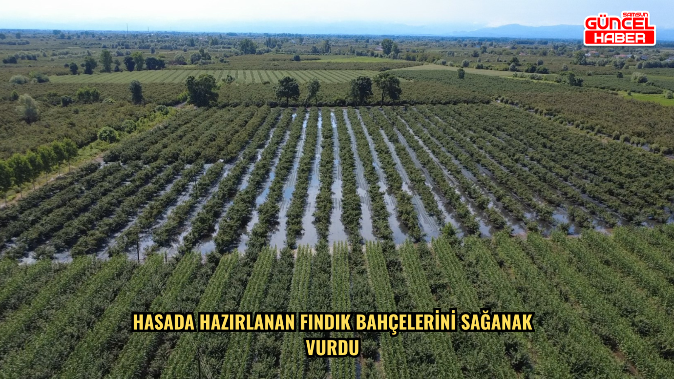 Hasada hazırlanan fındık bahçelerini sağanak vurdu