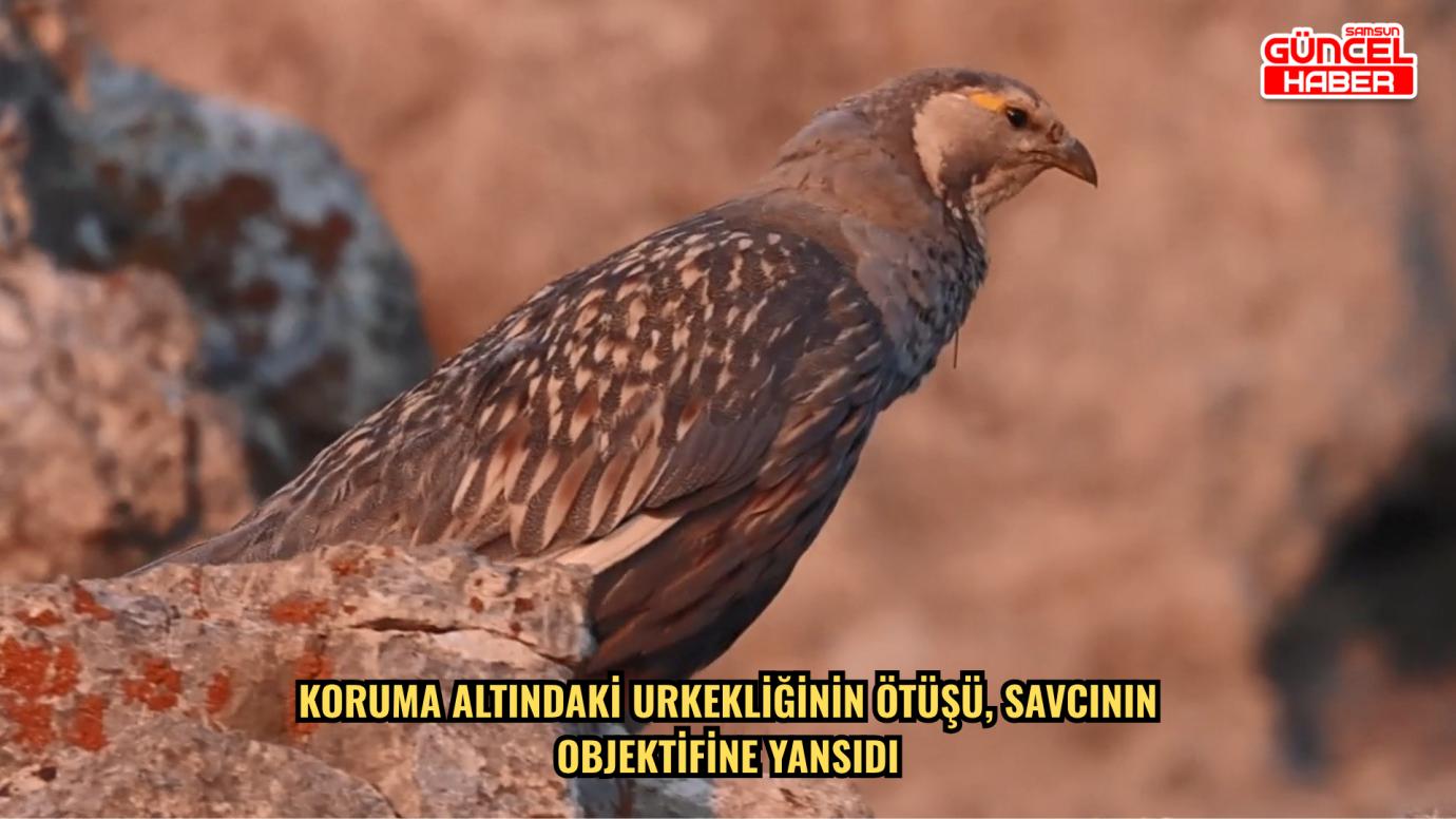 Koruma altındaki urkekliğinin ötüşü, savcının objektifine yansıdı