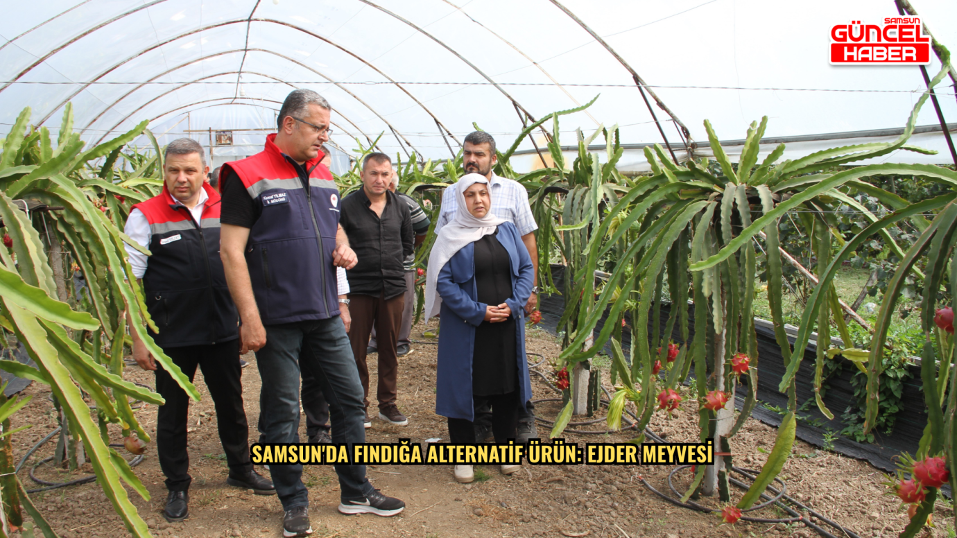 Samsun'da fındığa alternatif ürün: Ejder meyvesi